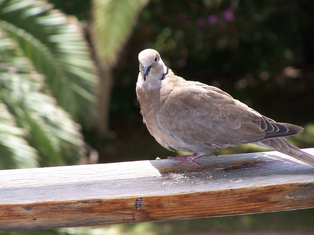 Vogel auf dem Balkon Foto & Bild tiere, wildlife, wild lebende vögel
