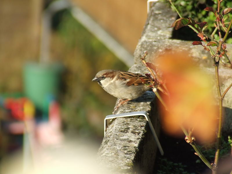 Vogel auf dem Balkon