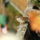 Vogel auf dem Balkon