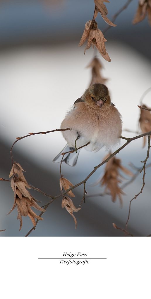 Vogel auf dem Baum