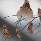 Vogel auf dem Baum