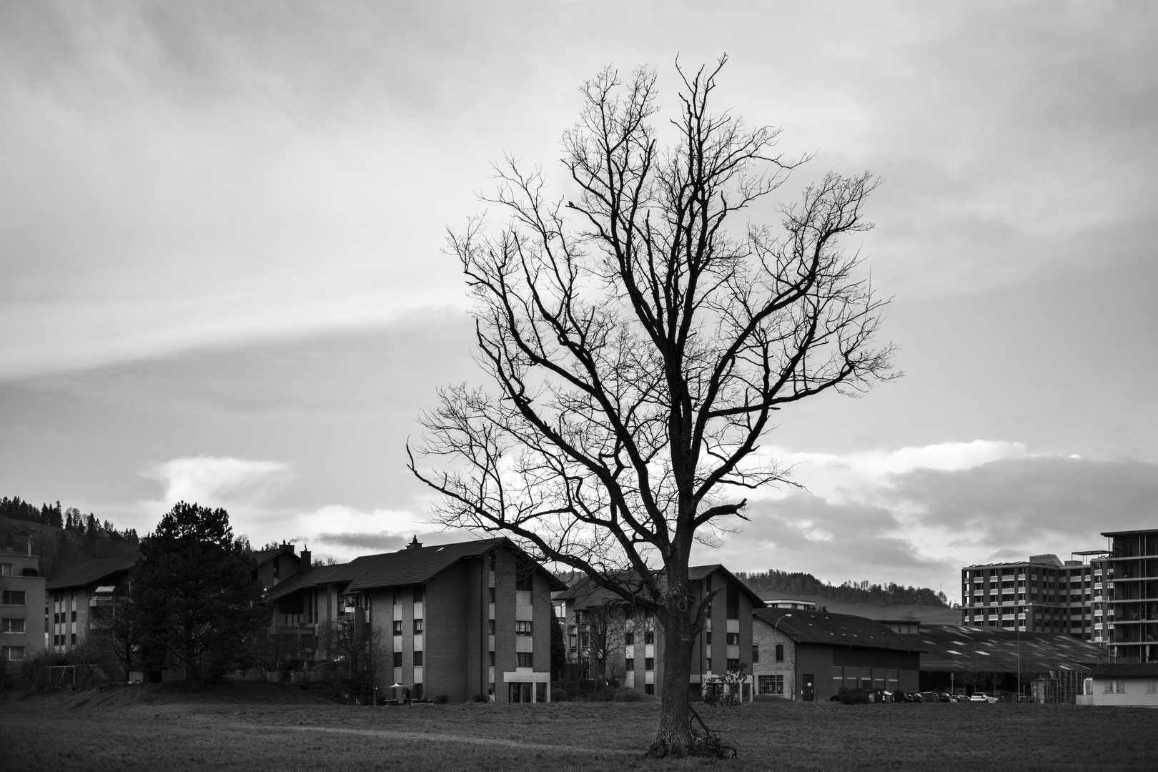 Vogel auf dem Baum