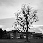 Vogel auf dem Baum