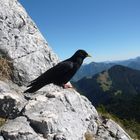 Vogel auf dem Berg