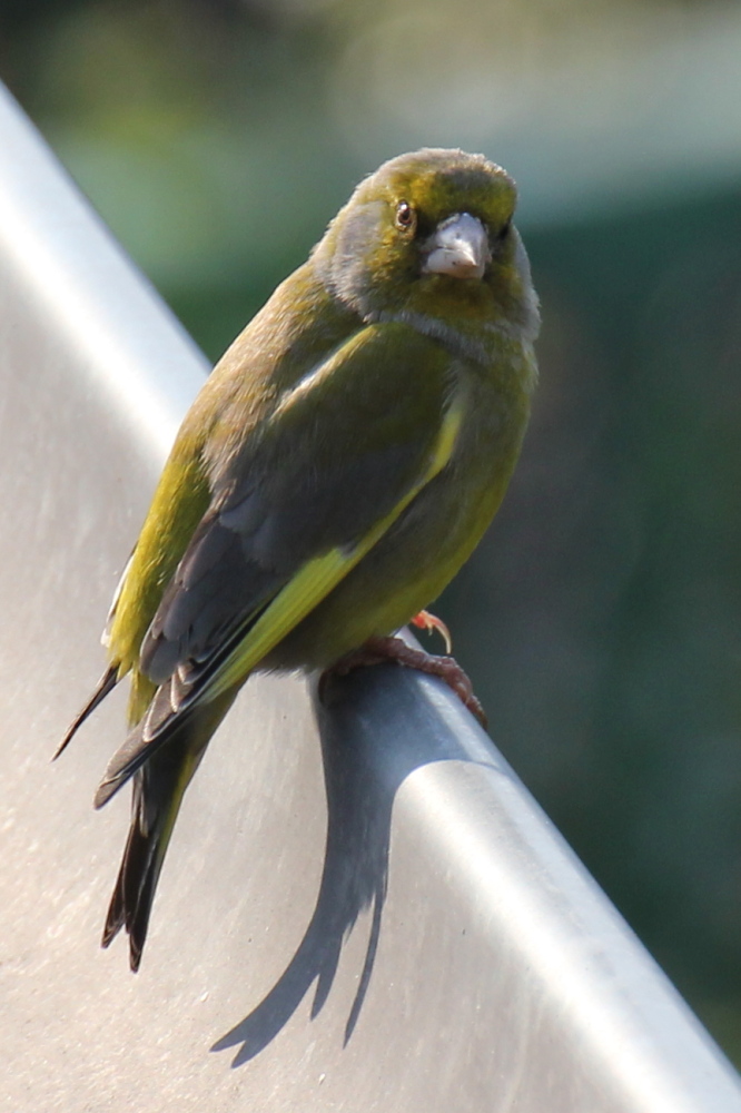 Vogel auf dem Blechdach