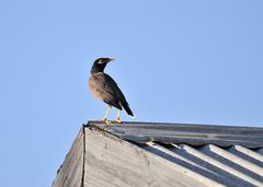 Vogel auf dem Blechdach