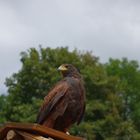 Vogel auf dem Dach