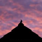 Vogel auf dem Dach im Abendrot beim Abendbrot