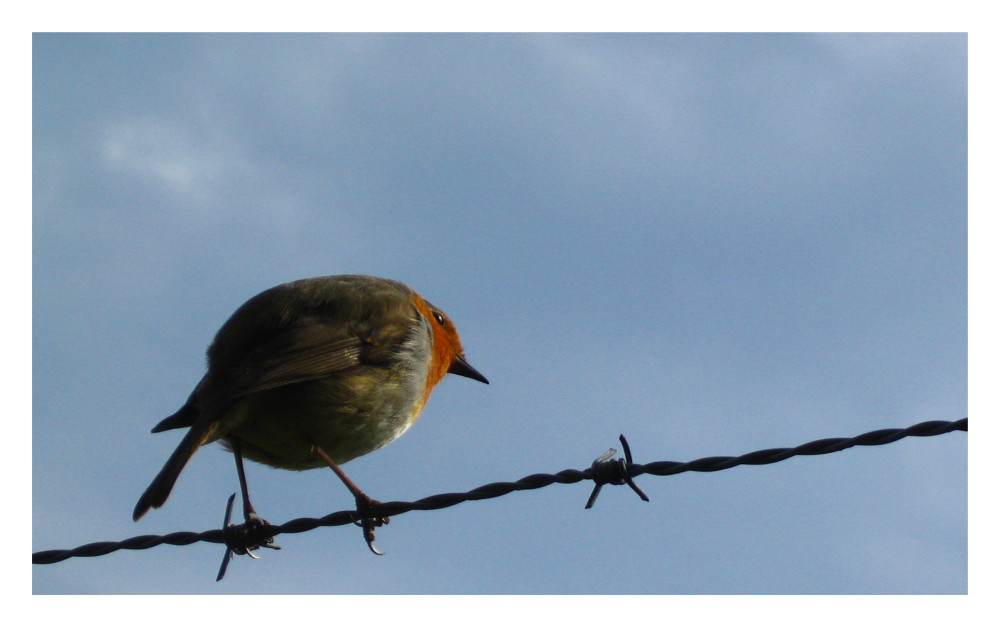 Vogel auf dem Drahtseil