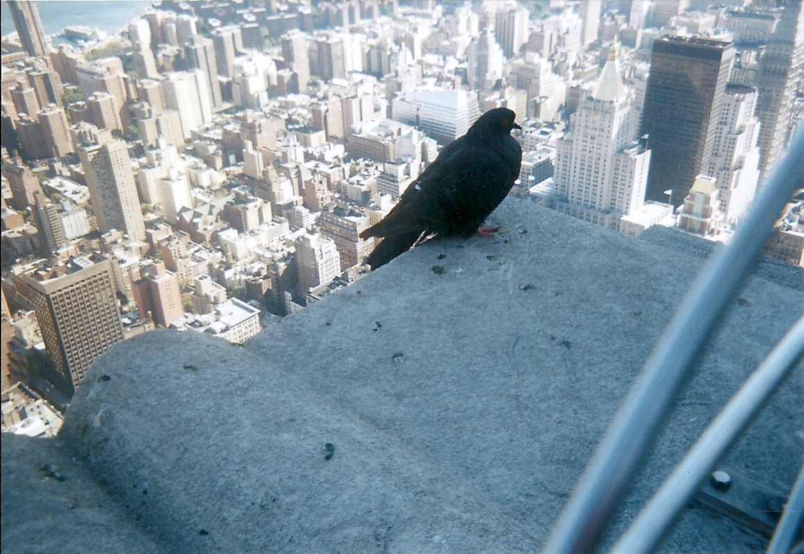 Vogel auf dem Empire State Building 2000