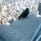 Vogel auf dem Empire State Building 2000