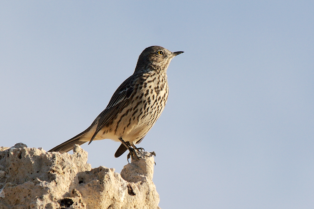 Vogel auf dem Felsen