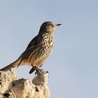 Vogel auf dem Felsen