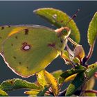 vogel auf dem herbstlichen ast