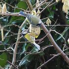 vogel auf dem kopf