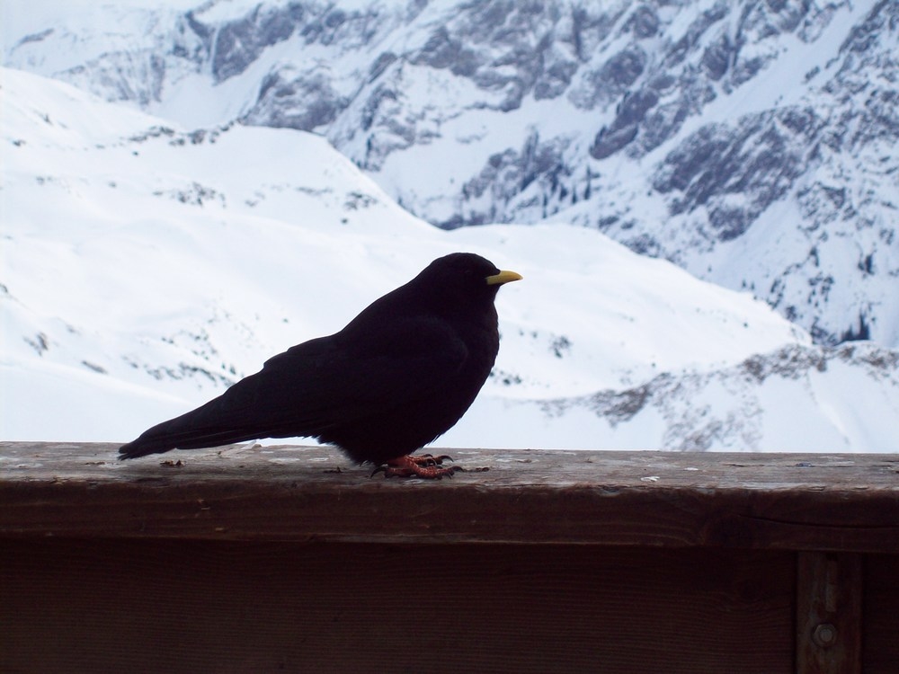 Vogel auf dem Nebelhorn 2