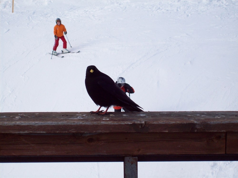 Vogel auf dem Nebelhorn