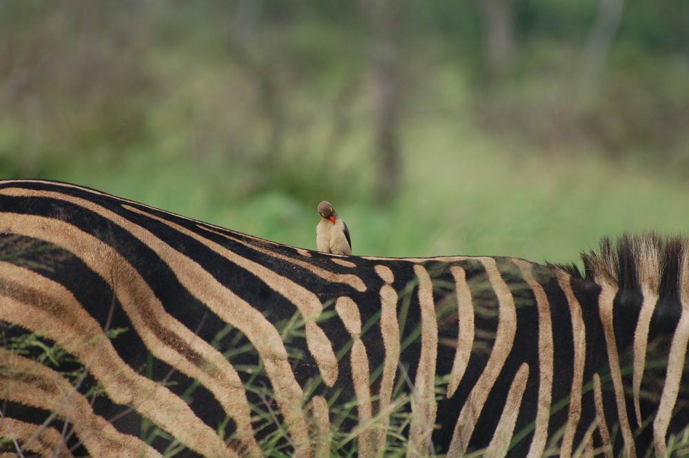 Vogel auf dem Rücken eines Zebras / Ton in Ton