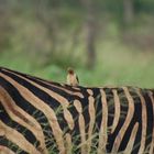 Vogel auf dem Rücken eines Zebras / Ton in Ton