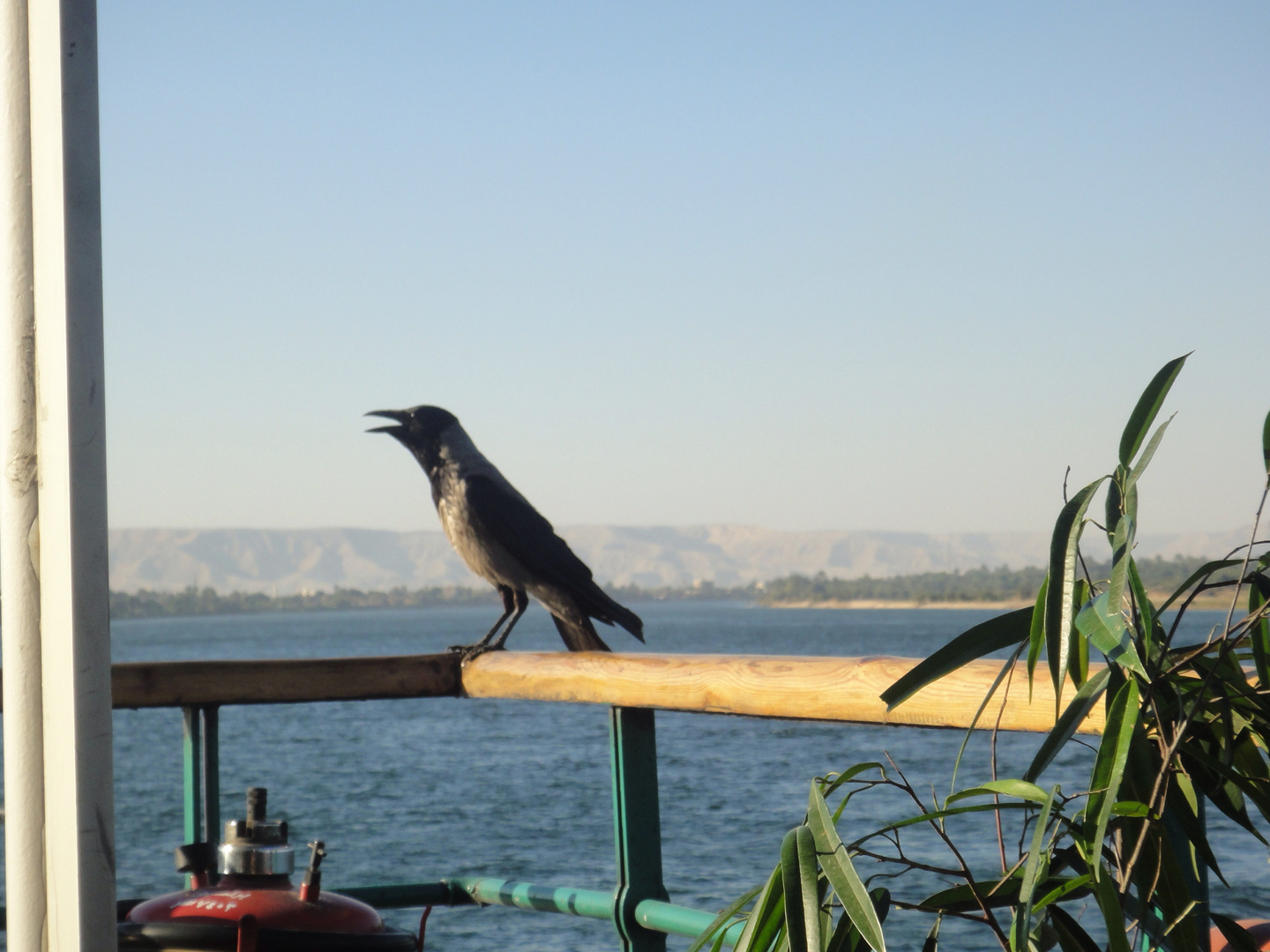 Vogel auf dem Schiffsgelände in Ägypten