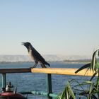 Vogel auf dem Schiffsgelände in Ägypten