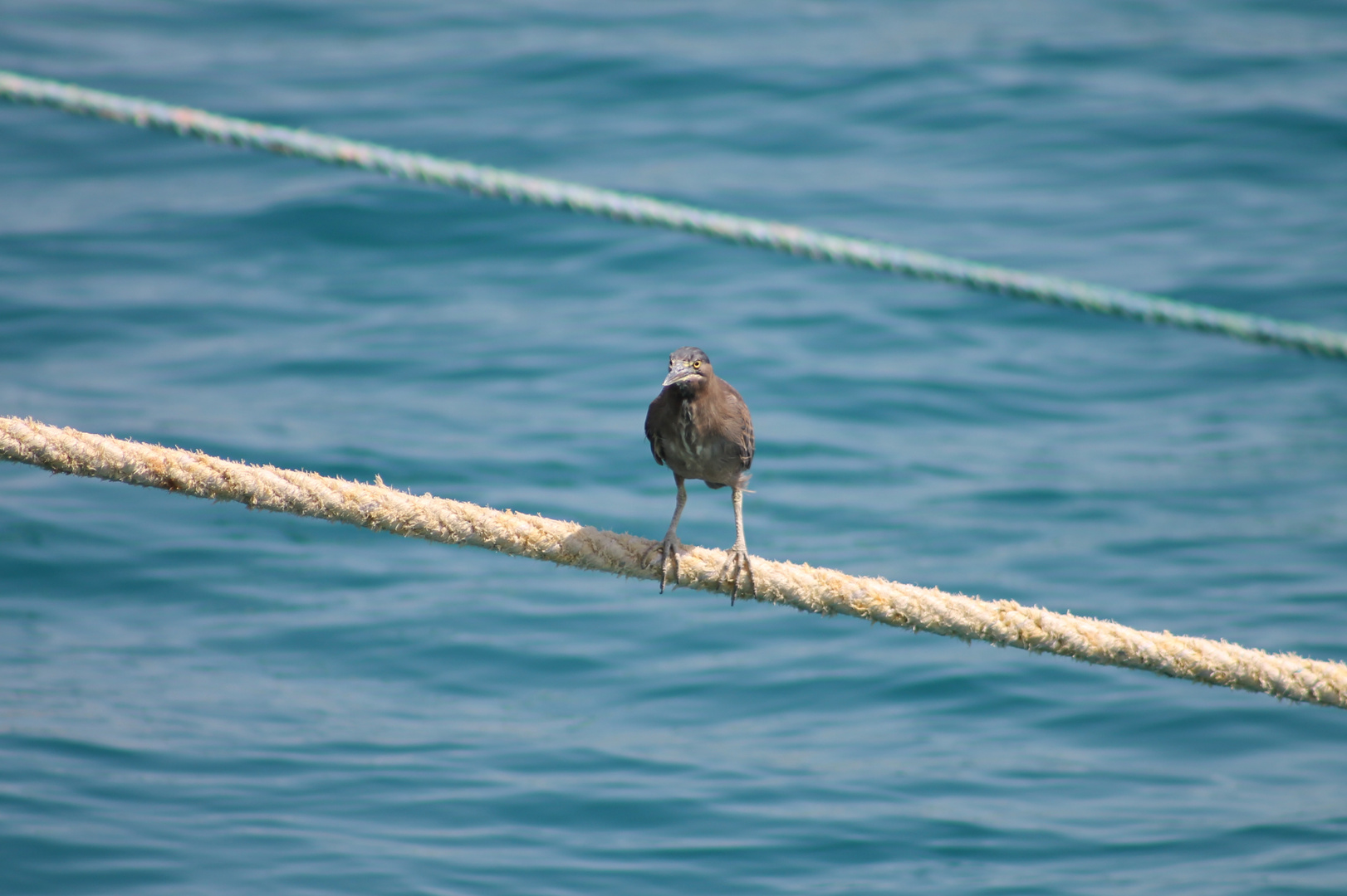 Vogel auf dem Seil