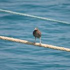 Vogel auf dem Seil
