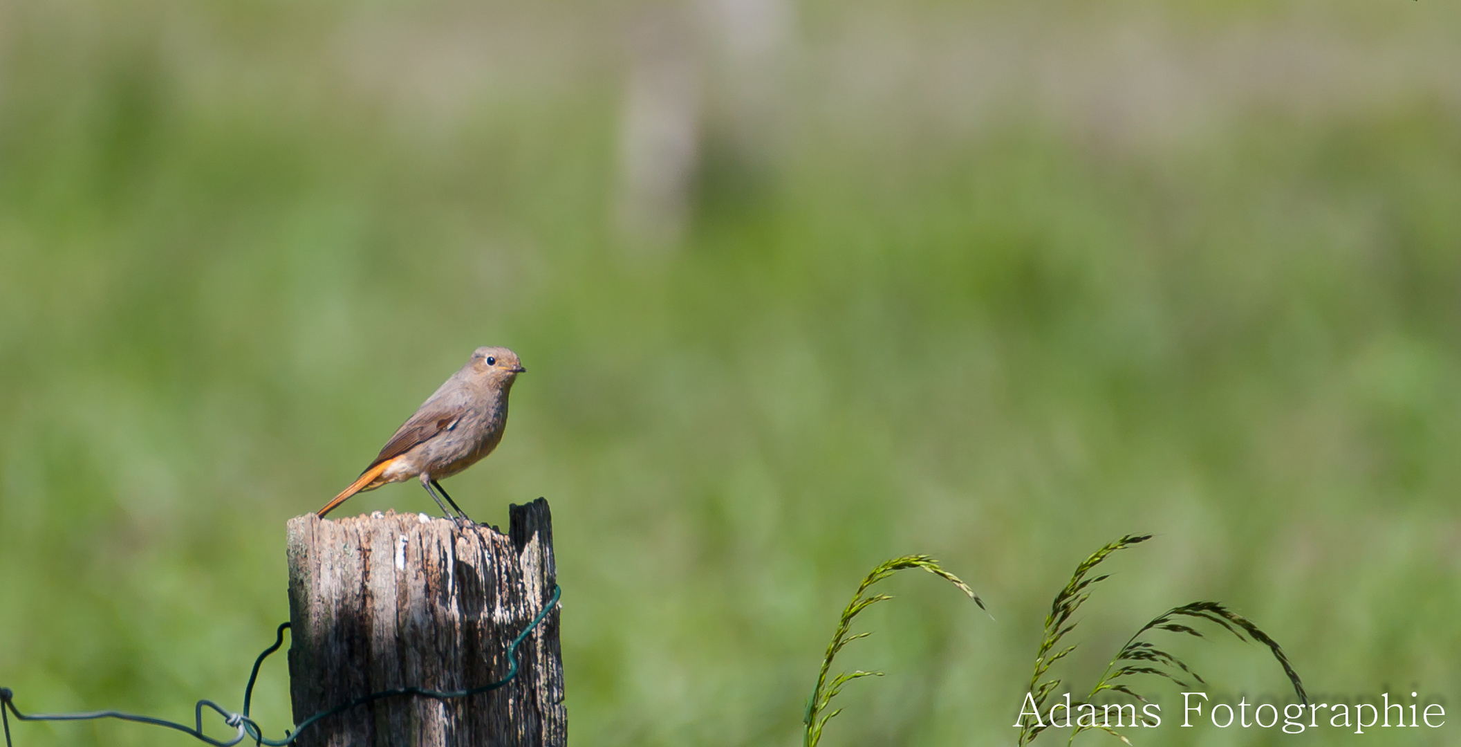 Vogel auf dem Zaun