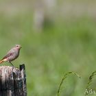 Vogel auf dem Zaun