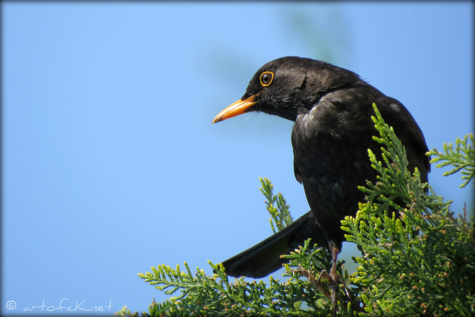 Vogel auf der Hecke