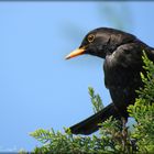 Vogel auf der Hecke