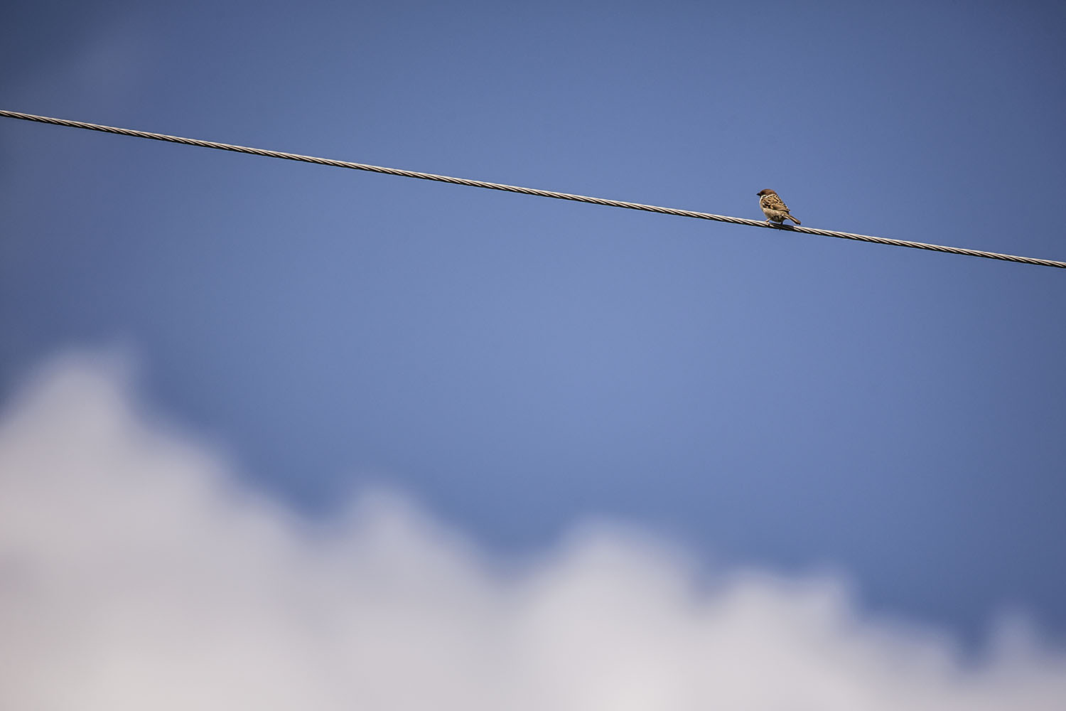 Vogel auf der Leitung