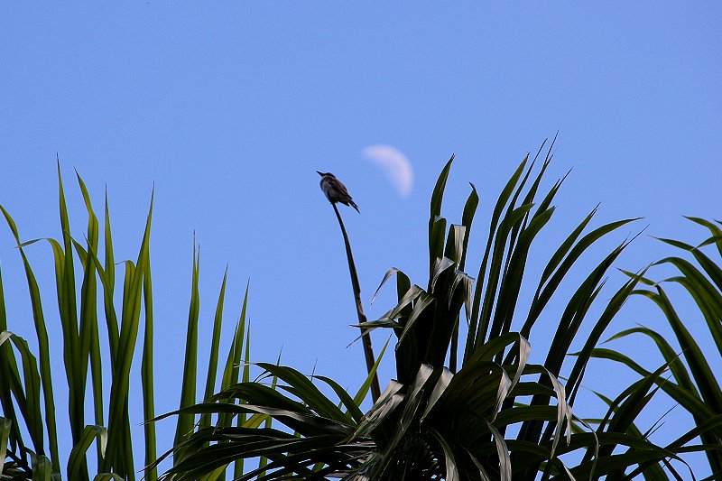 Vogel auf der Palme