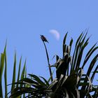 Vogel auf der Palme