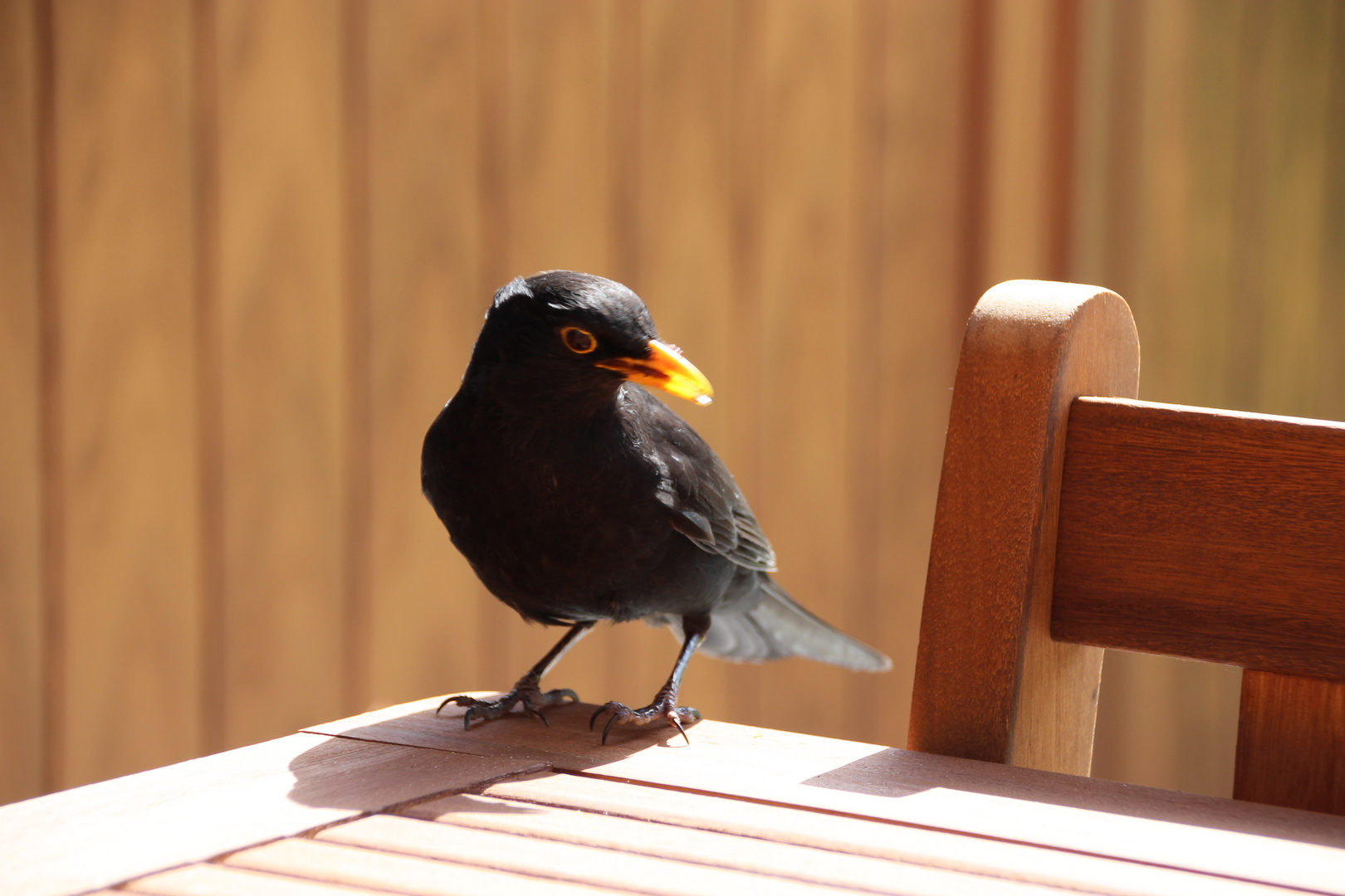 Vogel auf der Terasse