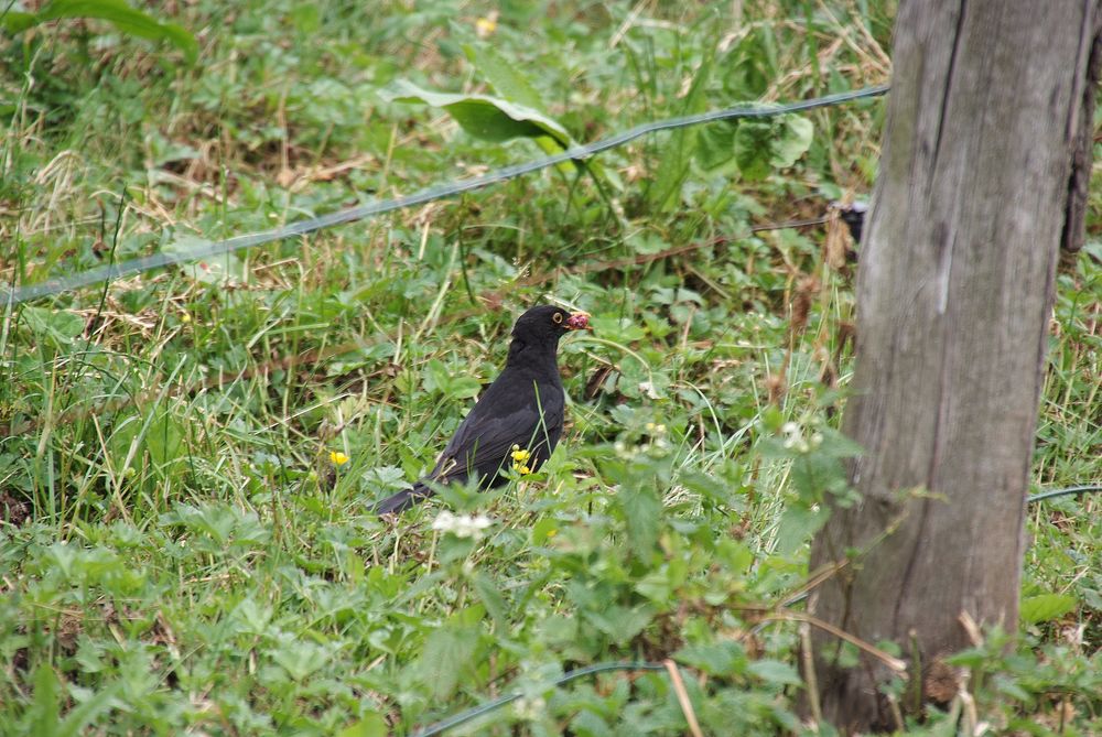 Vogel auf der Wiese