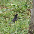 Vogel auf der Wiese