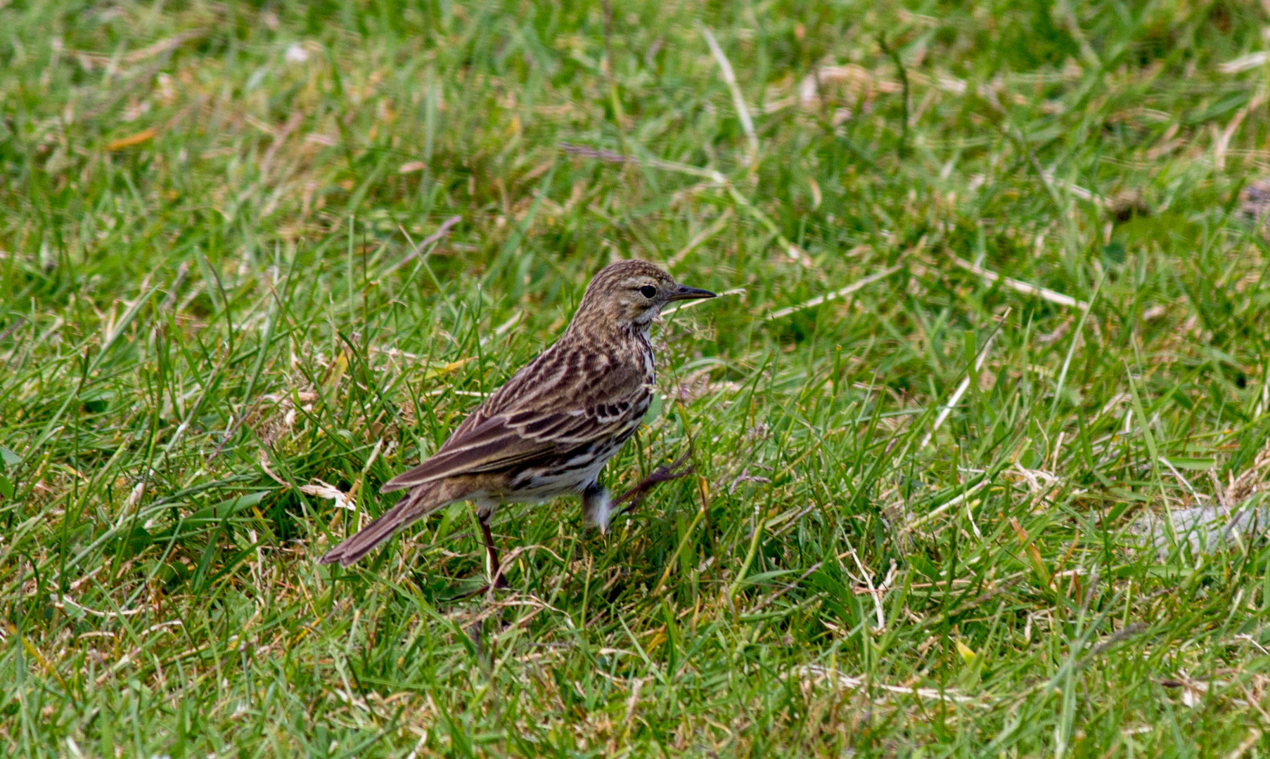 Vogel auf der Wiese