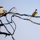 Vogel auf Draht / Bird on Wire