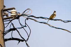 Vogel auf Draht / Bird on Wire