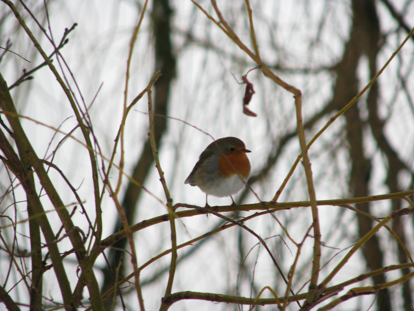 Vogel auf einem Ast Foto & Bild | tiere, wildlife, wild lebende vögel