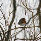 Vogel auf einem Ast