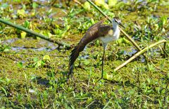 Vogel auf einem Bein