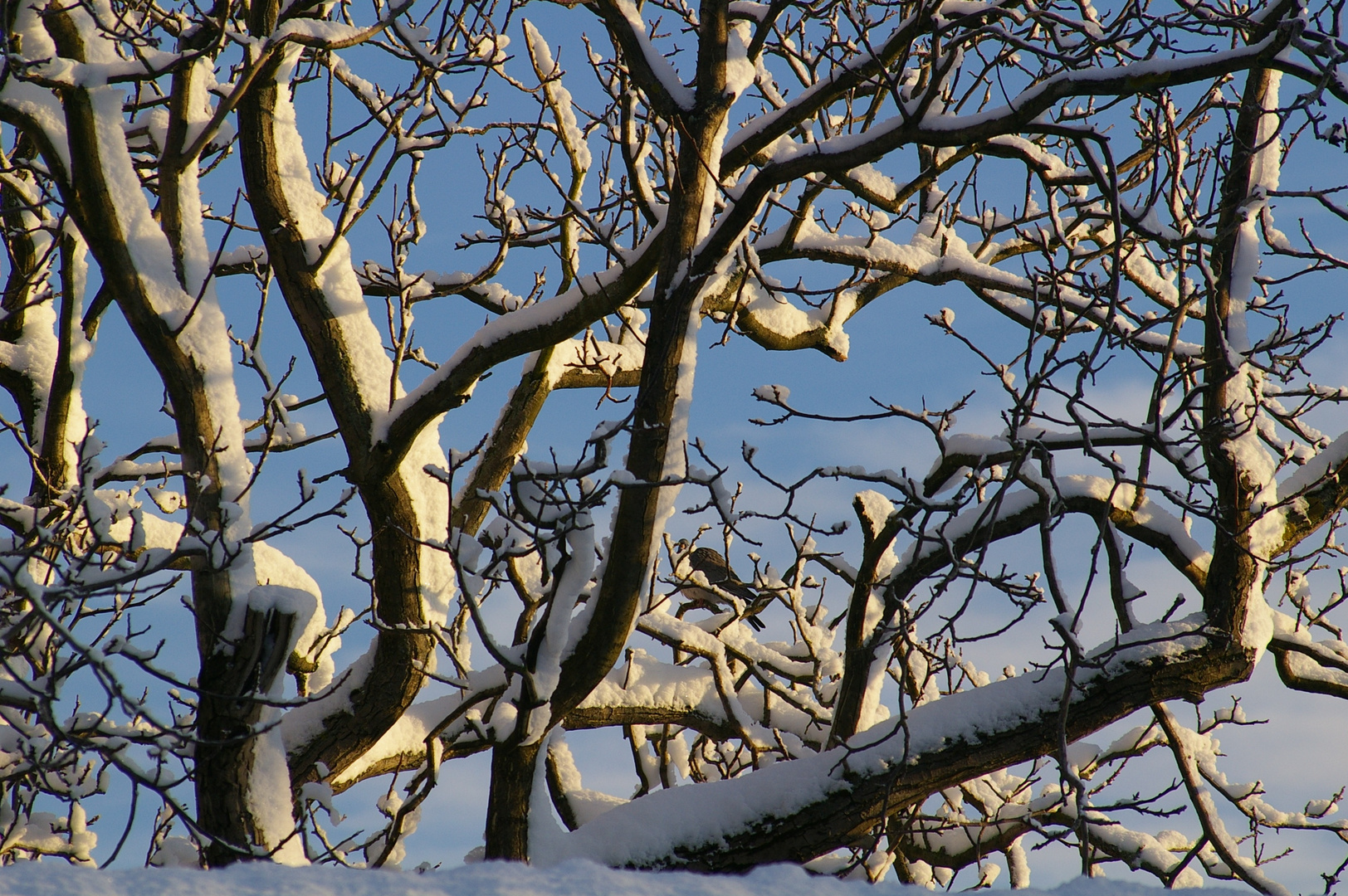 Vogel auf einem schneebeladenen Ast