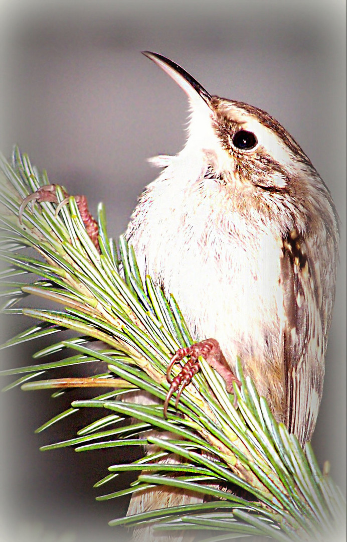 Vogel auf einem Tanenbaum