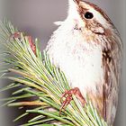 Vogel auf einem Tanenbaum