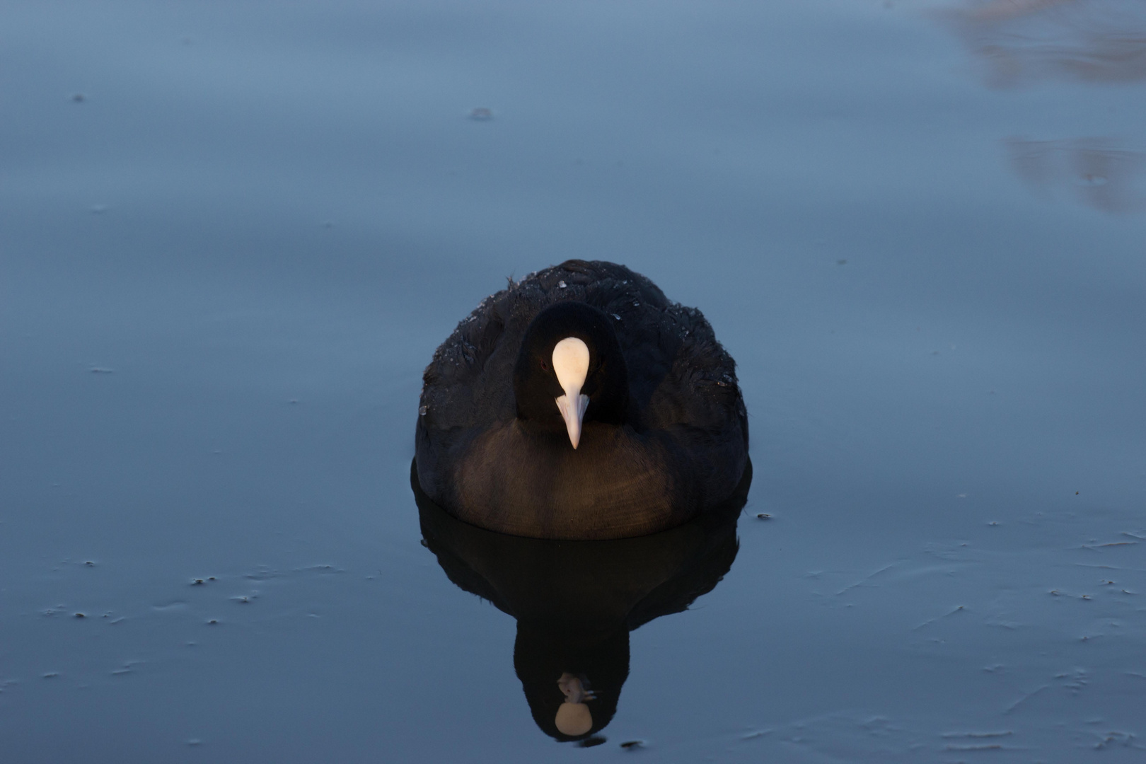 Vogel auf Eis