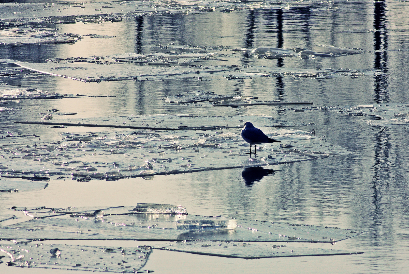 Vogel auf Eisscholle