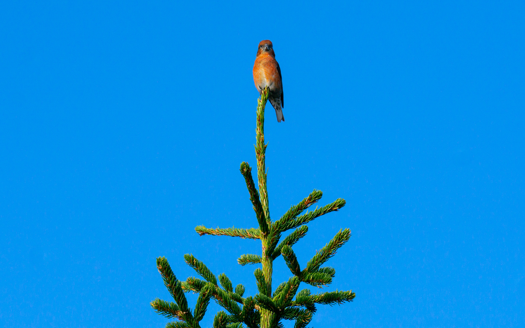 Vogel auf Fichtenkrone 