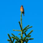 Vogel auf Fichtenkrone 